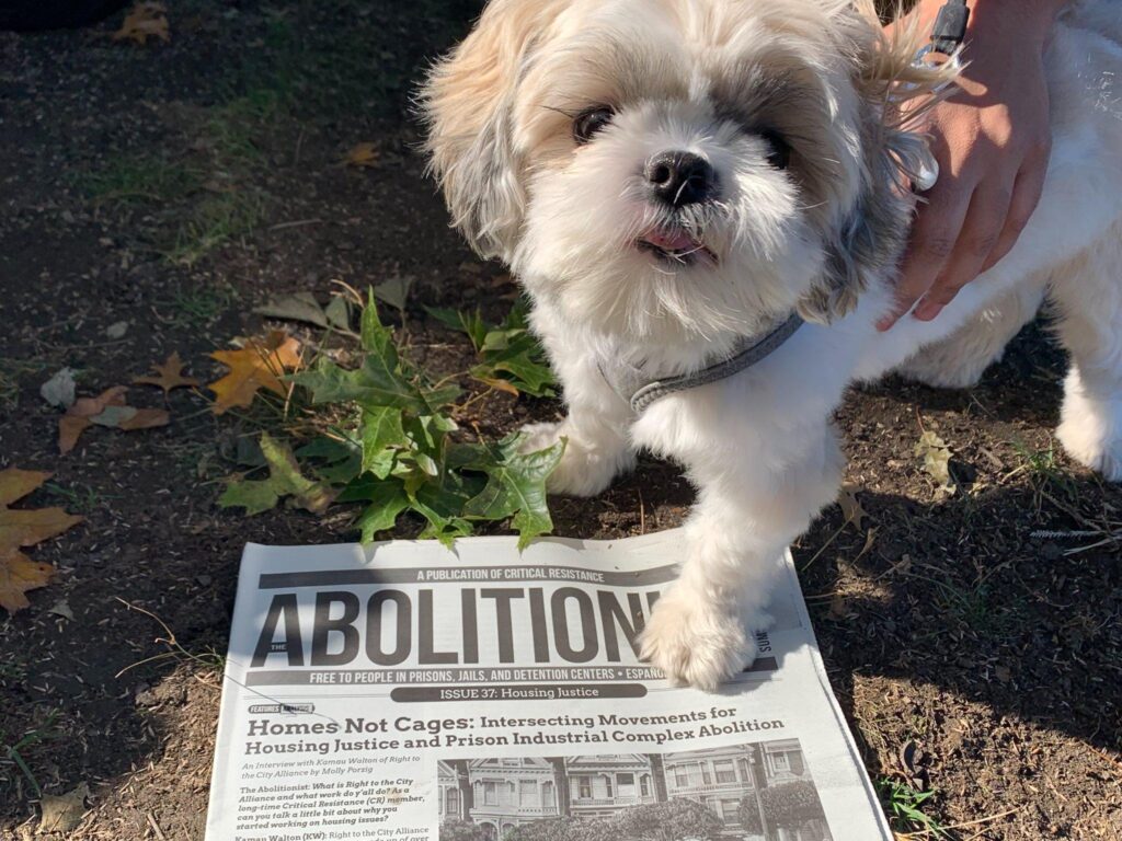 A white and gray fuzzy-haired small dog looking at the camera and Issue 37 of The Abolitionist newspaper under its paw on the ground. 